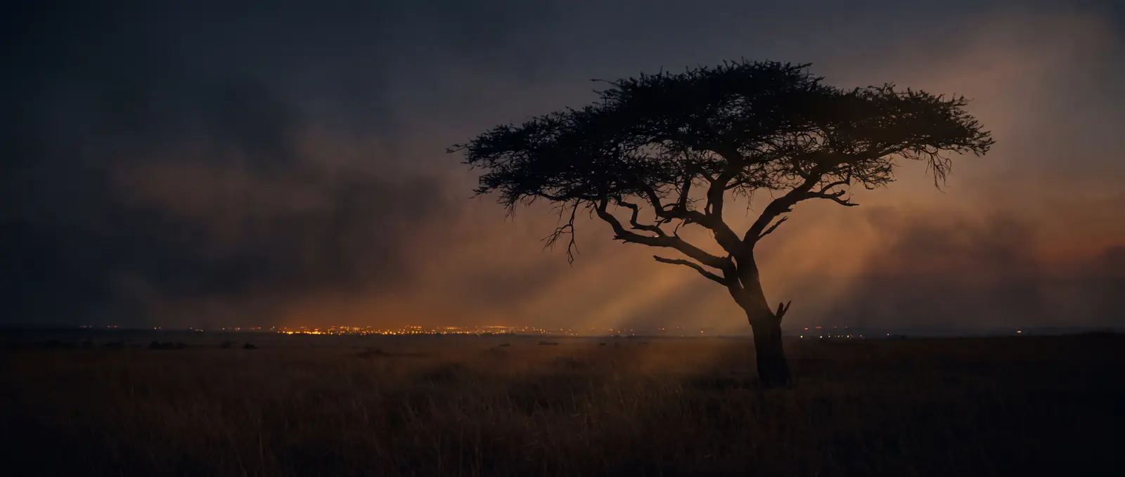 Acacia tree silhouetted against a burning dusk sky